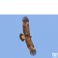 گونه عقاب خالدار کوچک Lesser Spotted Eagle